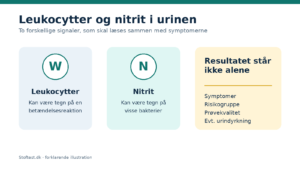 Leukocytter og nitrit i urinen er forskellige signaler, som skal ses sammen med symptomer.