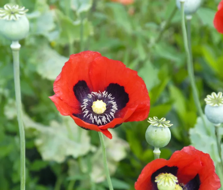 Rød opiumsvalmue med blomster og frøkapsler; illustrativt foto, ikke et billede af heroin.